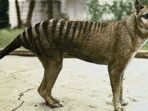 Harimau Tasmania