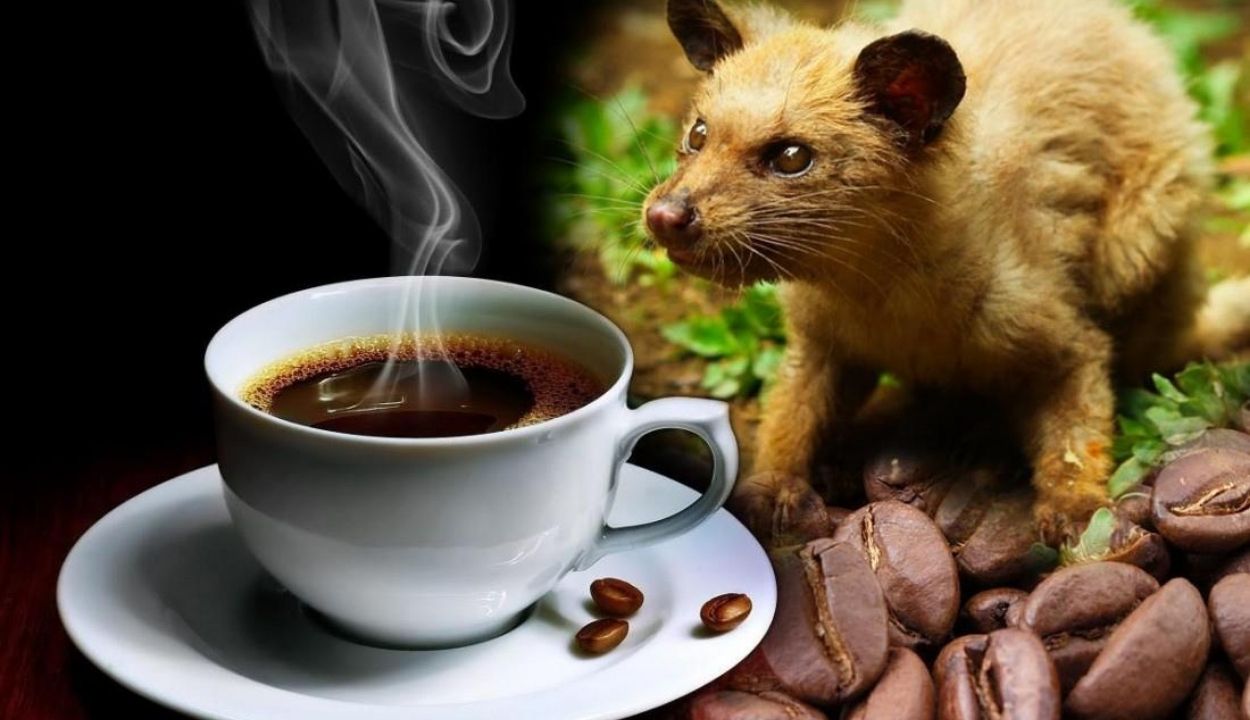 Fantastis! Kopi Luak Indonesia termasuk harga minuman termahal, Kami juga akan memberikan informasi tentang makanan termahal juga di dunia.
