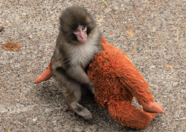 Punch Si Monyet dan Boneka Kesayangannya